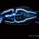 25 Things You Should Know About the Deep Sea: #16 Bioluminescence is the predominant source of light in the deep.