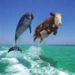 Dolphins on drugs