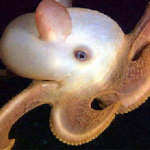 The 27 Best Deep-Sea Species: #23 Dumbo Octopus