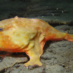 27 Best Deep-Sea Species #16: Red-eyed gaper Chaunax