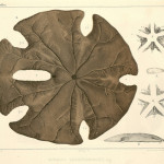 Echinodermata Monographs