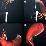 Squid Cuts Body of Sexual Partner
