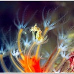 Seahorses: nice backdrops for octocorals