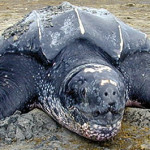 Sea turtle round-up