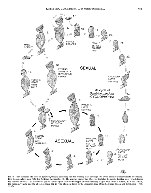The Wonderful Reproductive Cycle of Loricifera