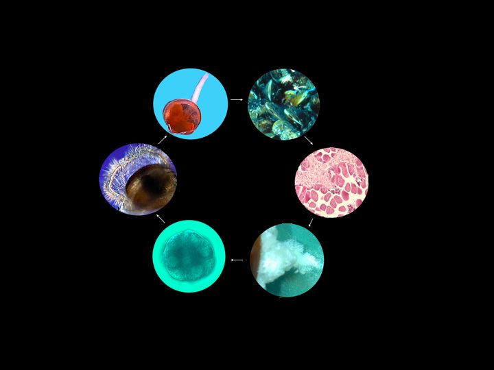 mussel-life-cycle001 – Deep Sea News