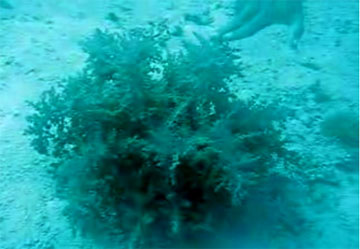 ninja-seaweed
