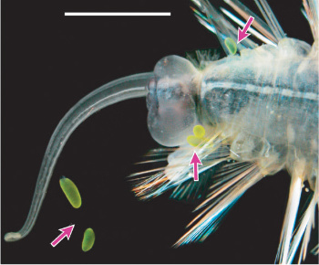 Ventral view of Swima species 1 with three attached and two autotomized b-bombs. Image © 2004 Karen J. Osborn.