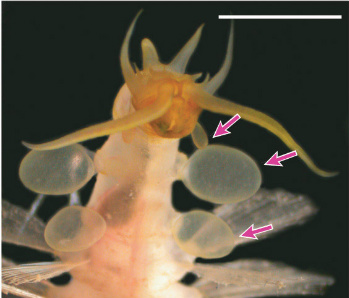Ventral view of Swima species 3 showing three pairs of attached b-bombs. Image courtesy of Science/AAAS.