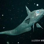 Simple Summer Recipes for Dead Seafloor Carrion