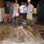 Architeuthis Caught In Gulf of Mexico