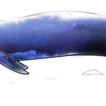 Why Are There No Super Whales?