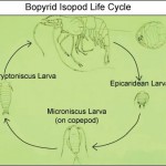 Isopods Cause Reproductive Death in Shrimp