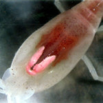 The ‘Eye’ of the Vent Shrimp