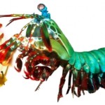 Circus of the Spineless #50: The Mantis Shrimp Strikes Back/Drosophapocalypse Now Edition