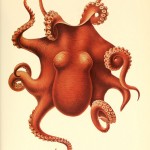 Cephalopod Art