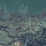 Deep-sea coral reefs discovered in Mediterranean