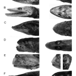 Of eyes and sex in lizardfishes