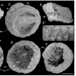 New Fossil Anemone Reveals Innard Secrets