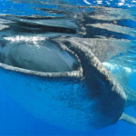 Whale Shark and Manta Ray Gif Roundup