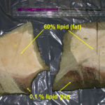 Whale Bone-Devouring Worm Into More Than Just Whales