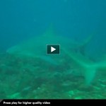 30 Meters. 70 Bull Sharks. ‘Nuff Said.