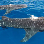 Spotting the difference between whale sharks