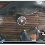 Shark Researcher Seeks New Permit For Controversial Tagging Procedure