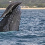 The Science of Dolphins Whale-Sliding