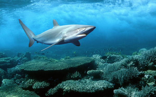 red sea shark
