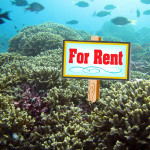 For sale?: one reef, well-loved