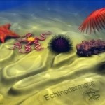 Veins of Water: The Evolution of the Echinoderm Water-Vascular System