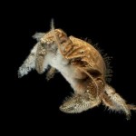 Hoff Crab + Tattoo = Awesomsauce