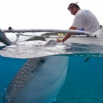 Whale shark ecotourism: the good, the bad and the ugly