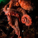 Giant Pacific Octopus!