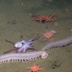 How many species are in the deep sea?