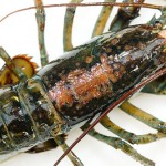 The mystery of lobster shell disease