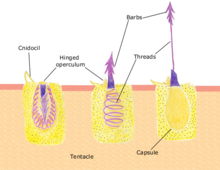 How the nematocysts discharge. Source Biobook