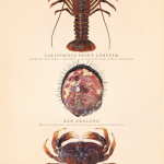 From coast to canvas: The art of biological illustration