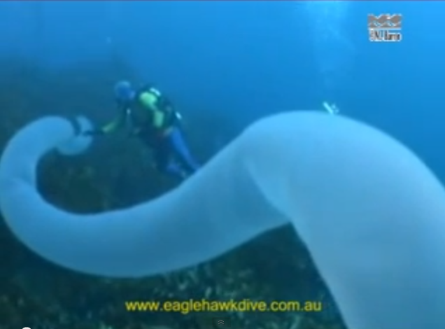 Screen cap one of the only pyrosome videos out there. Full video at the end of this post. 