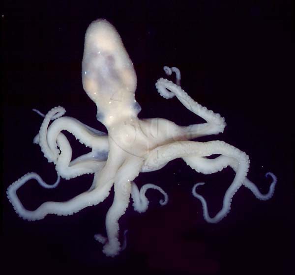 Hydrothermal Vent Octopus