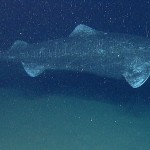 3 Reasons Why You Should Invite a Greenland Shark to Thanksgiving Dinner