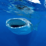 Whale Shark and Manta Ray Gif Roundup
