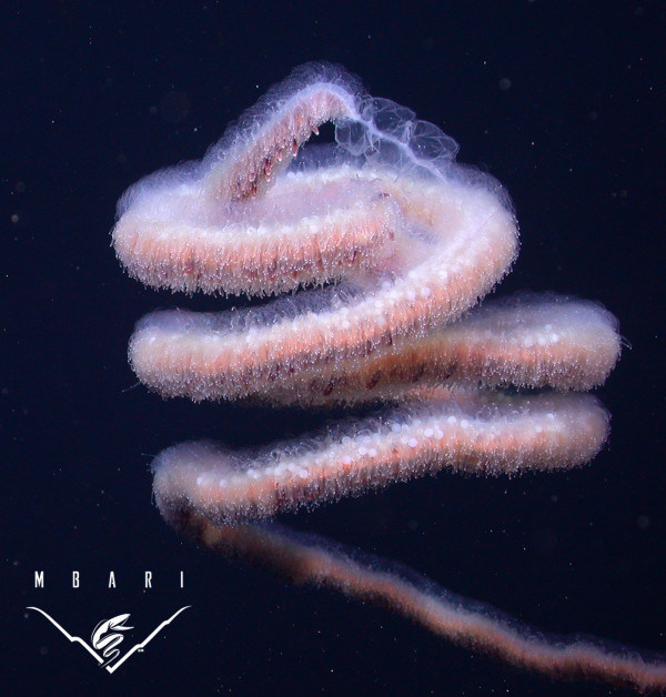 A colony of Apolemia lanosa. The photograph was taken from MBARI ROV Tiburon at a depth of 1150 meter. Image: Monterey Bay Aquarium Research Institute.