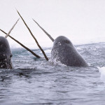 Where Do the Most Narwhals Live?