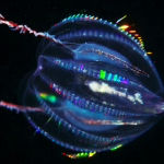 Comb jellies, not sponges, may be your most distant animal relative