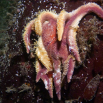 Three Reasons Why Fukushima Radiation Has Nothing to Do with Starfish Wasting Syndrome