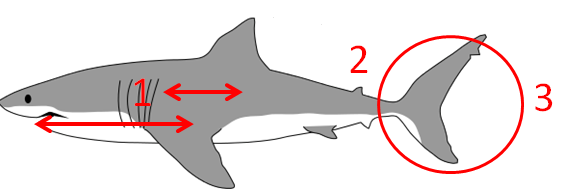 A great white shark with relevant features marked. Original image via Wikimedia commons (User Kurzon) http://en.wikipedia.org/wiki/File:Great_white_shark_size_comparison.svg