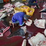 Whale shark slaughterhouse exposed in China