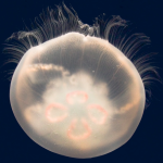 Creation of the world’s first Peanut Butter and Jellyfish